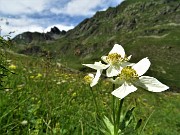 67 Anemoni narcissini (Anemonastrum narcissiflorum) 